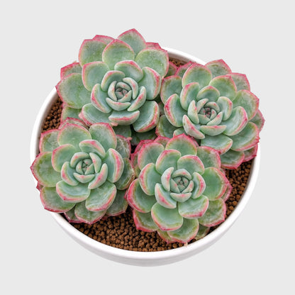 Echeveria Icy Green Hybrid Combo Set of 4 Mature Well-Rooted Bare Rooted Live Plants