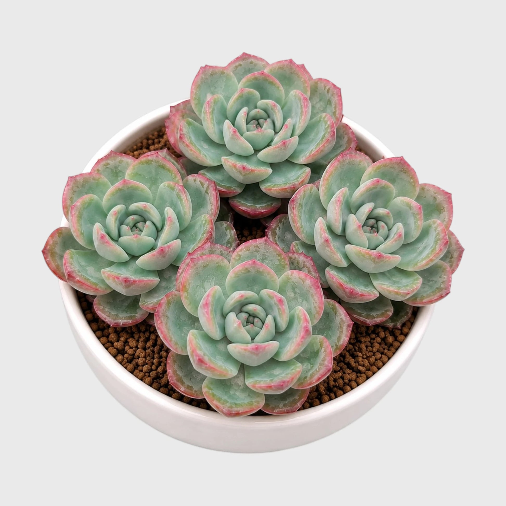 Echeveria Icy Green Hybrid Combo Set of 4 Mature Well-Rooted Bare Rooted Live Plants