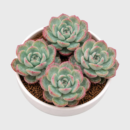 Echeveria Icy Green Hybrid Combo Set of 4 Mature Well-Rooted Bare Rooted Live Plants