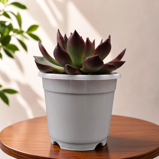 Echeveria Rubra – Red Edge Rosette Succulent | Colourful Balcony & Indoor Plant