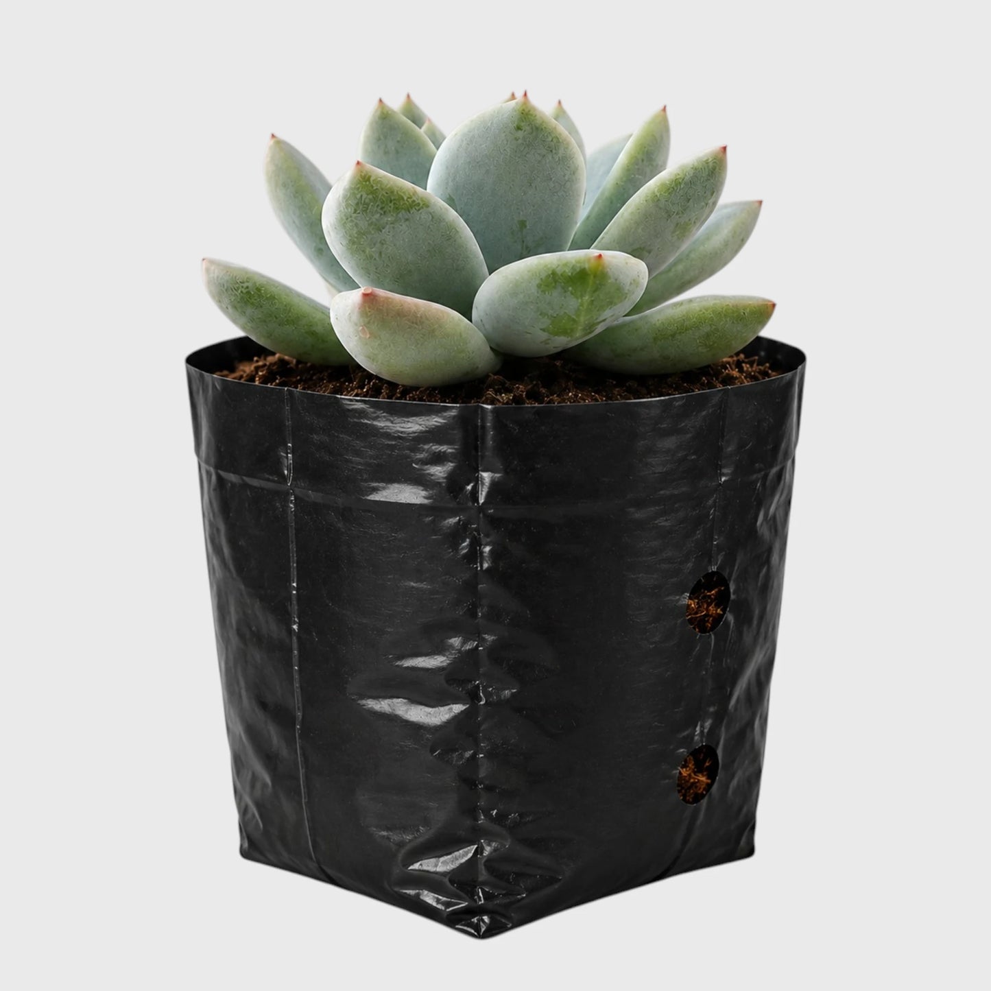 Echeveria Alba Beauty | Well Rooted Mature Rosette Succulent