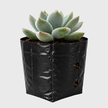 Echeveria Alba Beauty | Well Rooted Mature Rosette Succulent