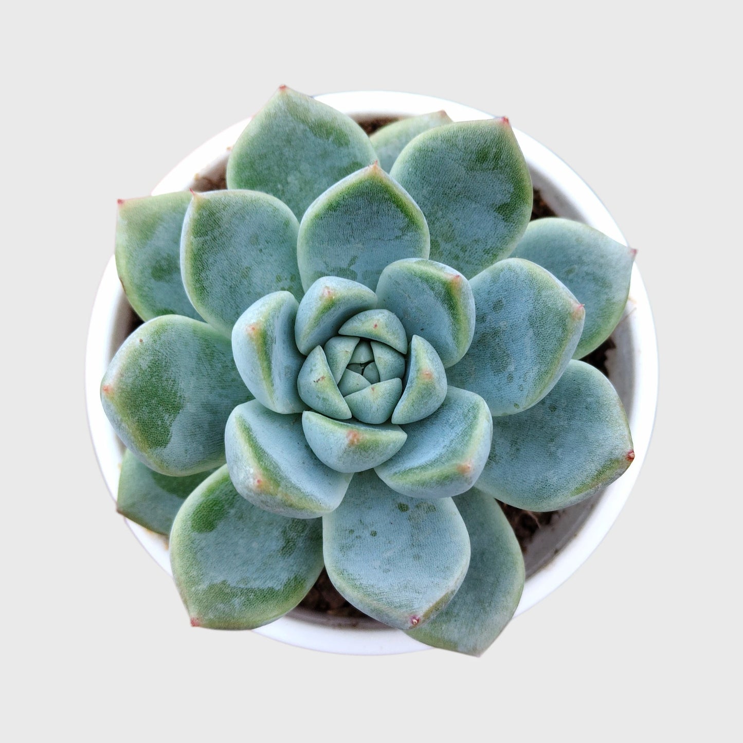 Succulent Combo Set of 5 Mature Bare Rooted Plants | Colourful Collector Succulents