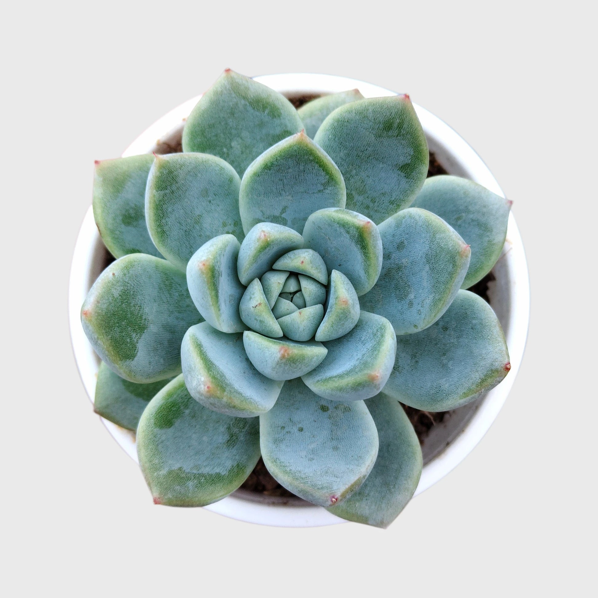 Succulent Combo Set of 5 Mature Bare Rooted Plants | Colourful Collector Succulents
