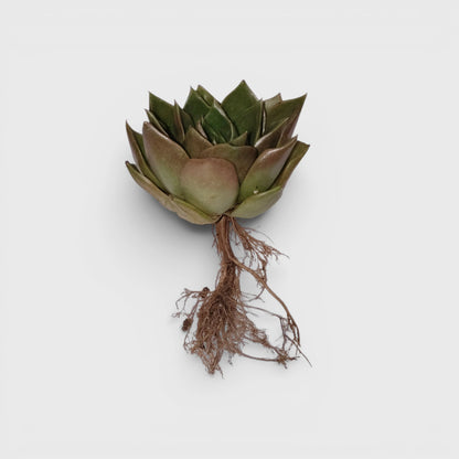 Healthy Echeveria Anubis Succulent