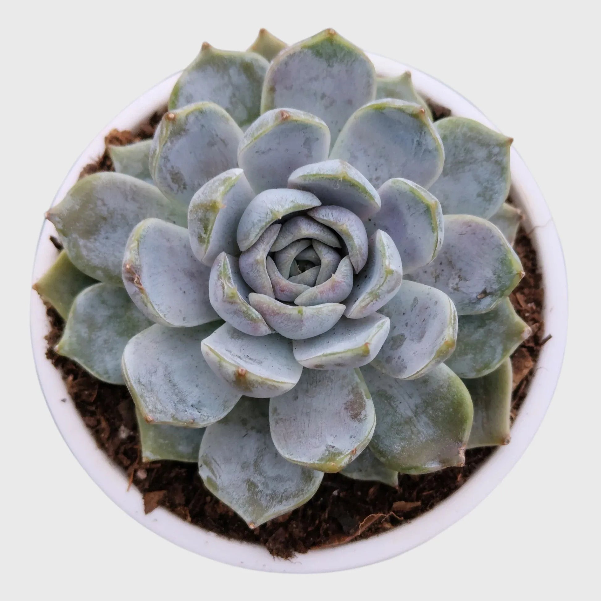 Echeveria Combo Set of 9 | Mature Well Rooted Succulents | Colourful Succulent Collection - Free Shipping