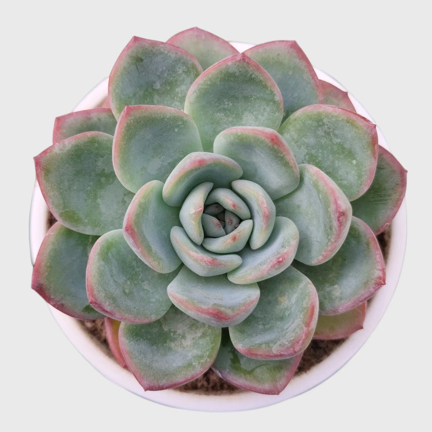 Echeveria Combo Pack of 4 | Colourful Rosette Succulent Collection | Free Shipping