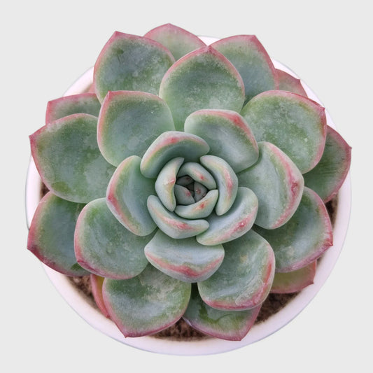 Echeveria Combo Pack of 4 | Colourful Rosette Succulent Collection | Free Shipping