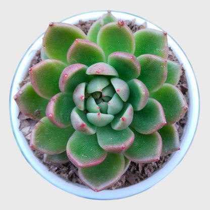 Echeveria Combo Pack of 4 | Colourful Rosette Succulent Collection | Free Shipping