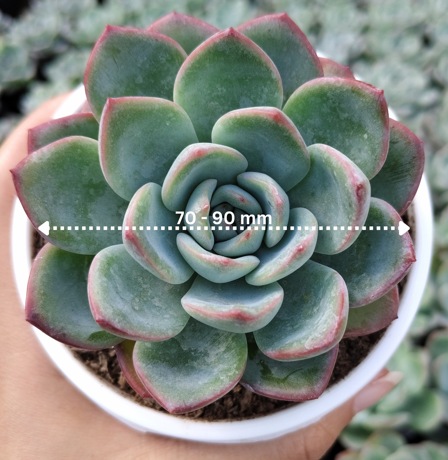 Echeveria ‘Icy Green’ Hybrid | Bare-Rooted – Captivating Succulent Plant for Homes and Gardens