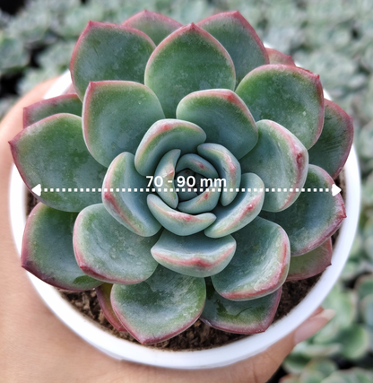 Echeveria ‘Icy Green’ Hybrid | Bare-Rooted – Captivating Succulent Plant for Homes and Gardens