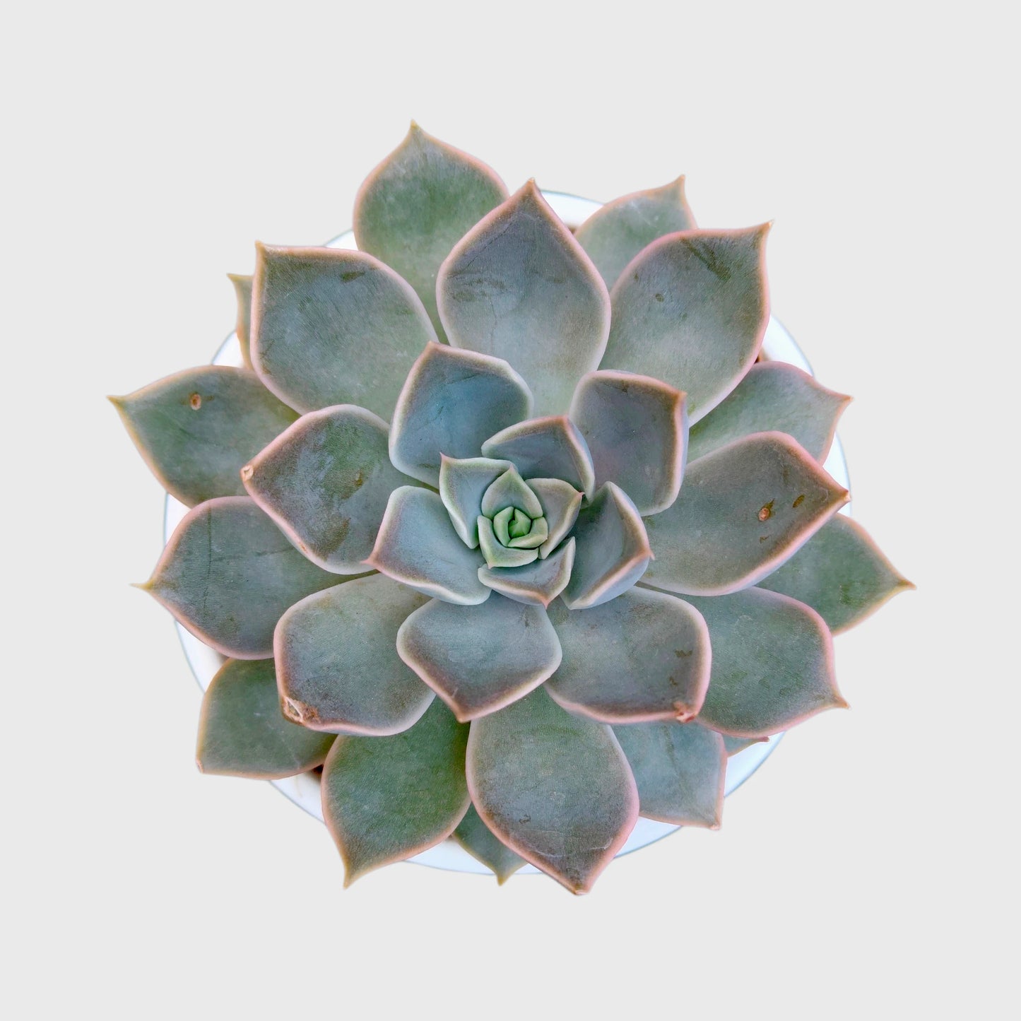 Succulent Combo Set of 5 | Well Rooted Premium Echeveria & Graptoveria Collection