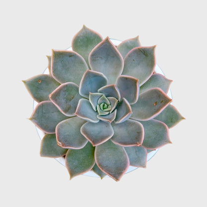 Succulent Combo Set of 5 | Well Rooted Premium Echeveria & Graptoveria Collection