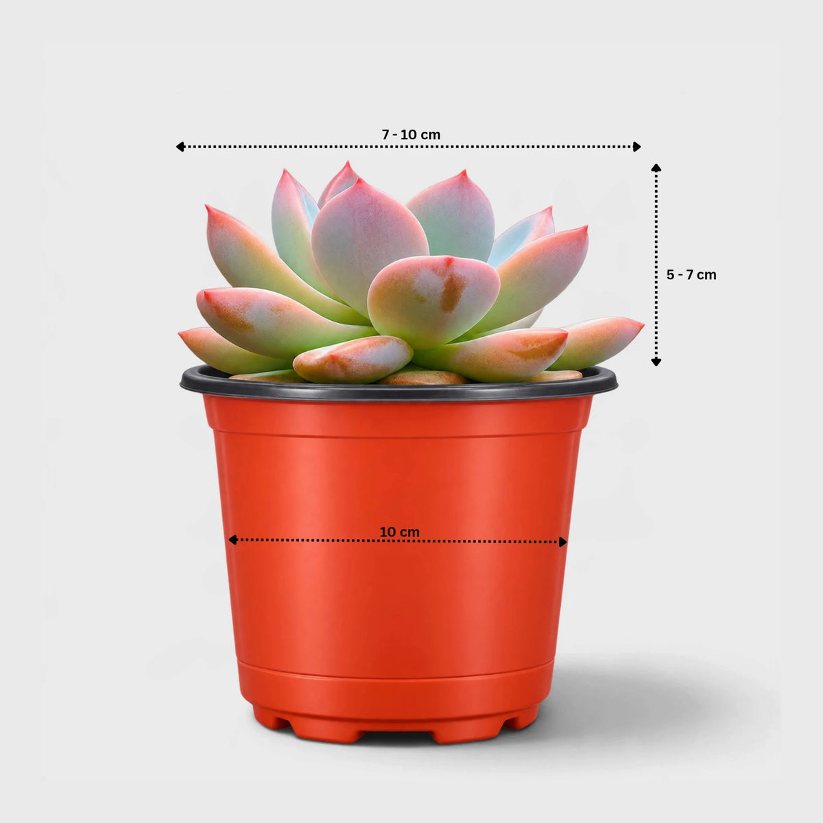 Echeveria Monroe Hybrid Ornamental Succulent