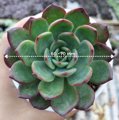 Echeveria Moonglow Hybrid Succulent | Bare-Rooted – Stunning Silvery-Blue Rosettes