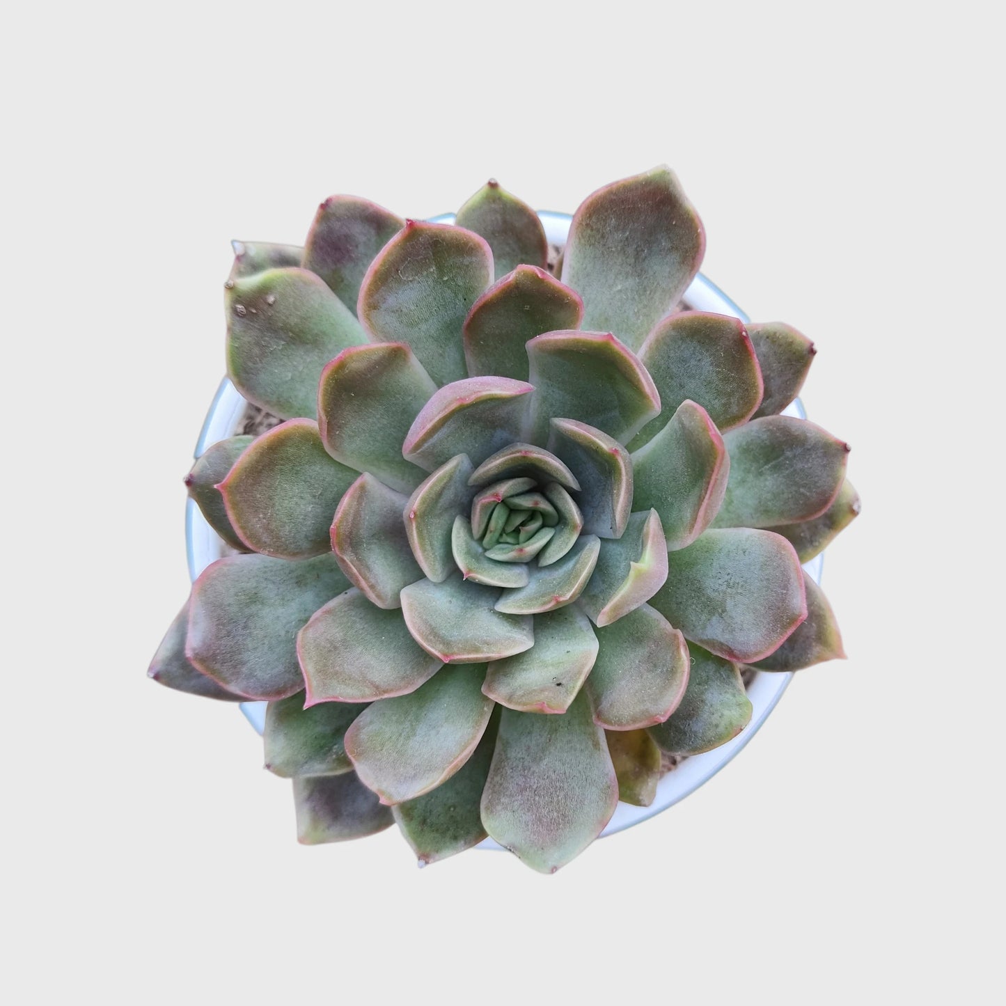 Echeveria Pink Harin Live Succulent Plant
