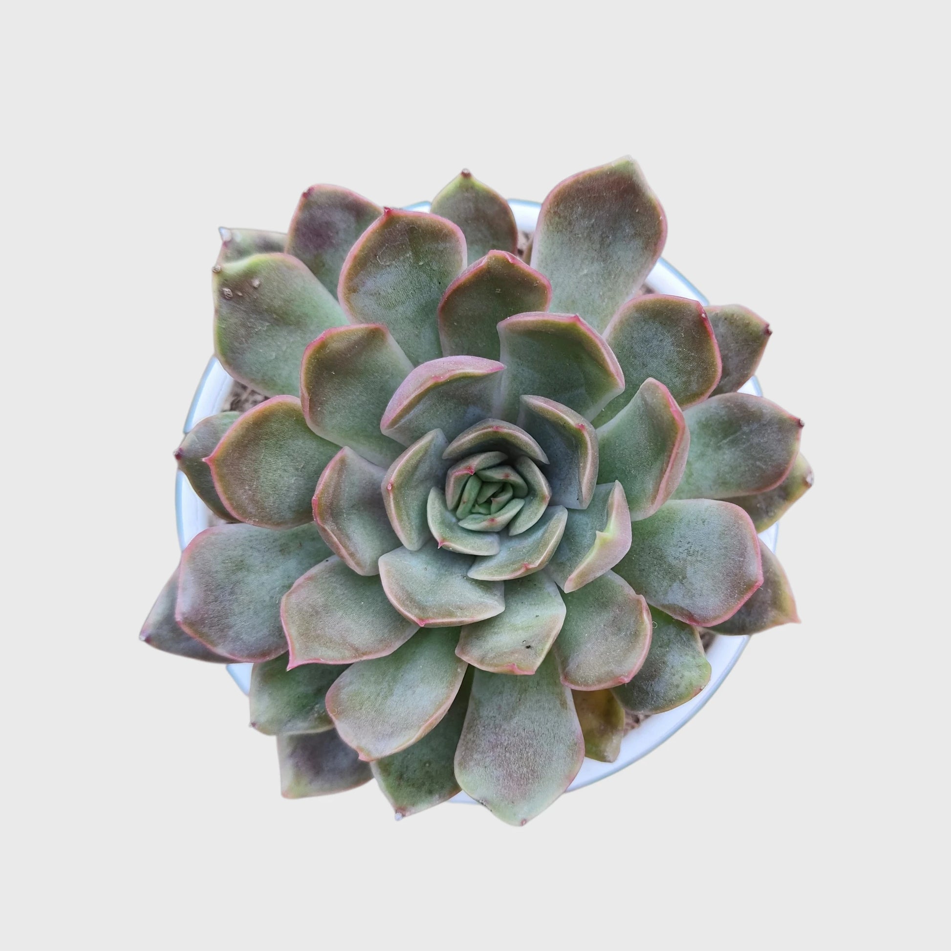 Echeveria Pink Harin Live Succulent Plant