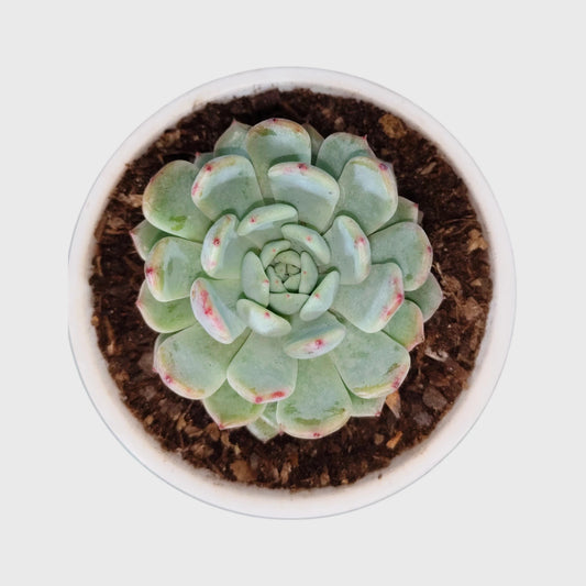 Succulent Combo Set of 5 | Well Rooted Premium Echeveria & Graptoveria Collection