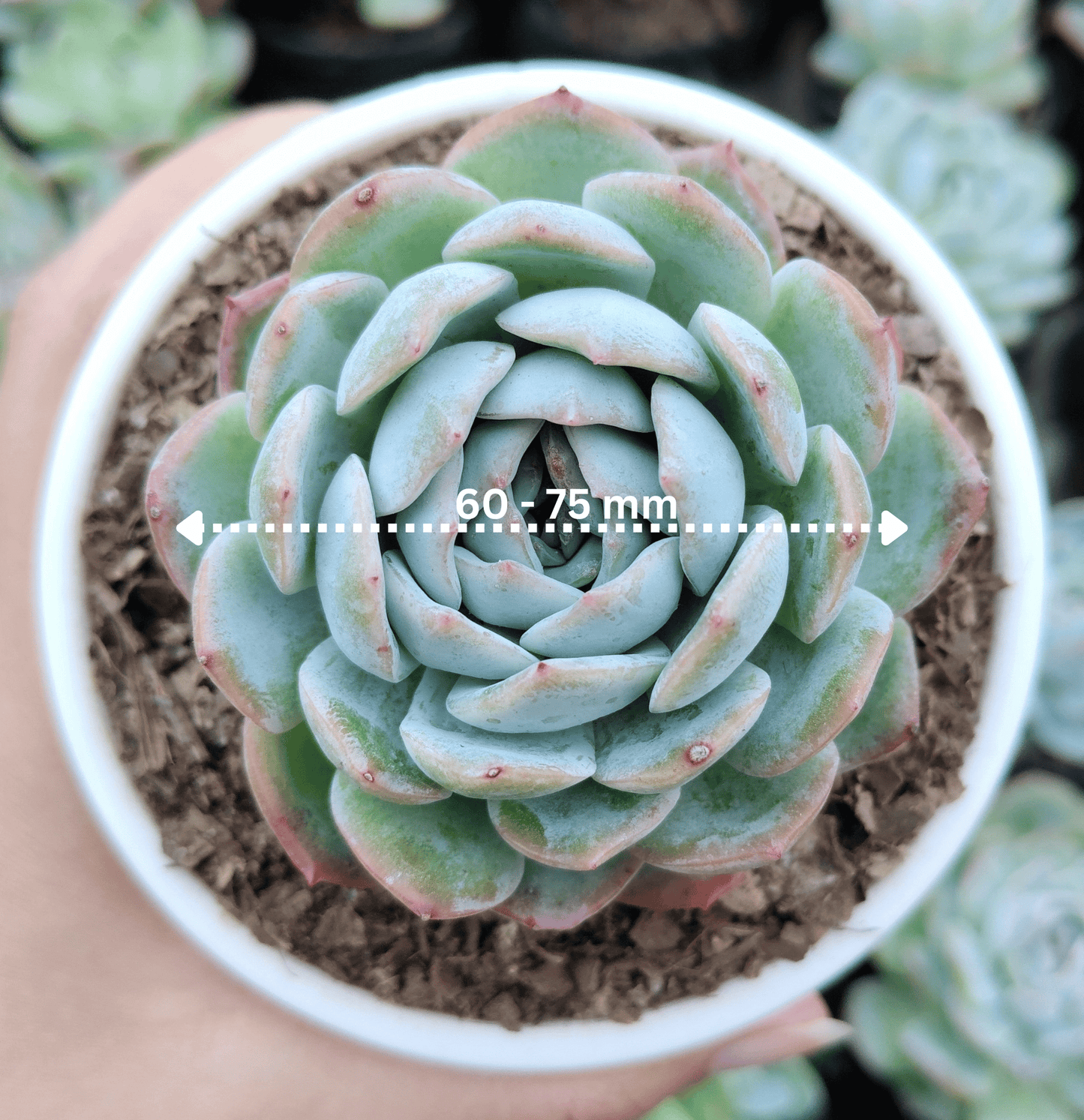 echeveria white rose succulent White Mexican Elegance Rose Succulent