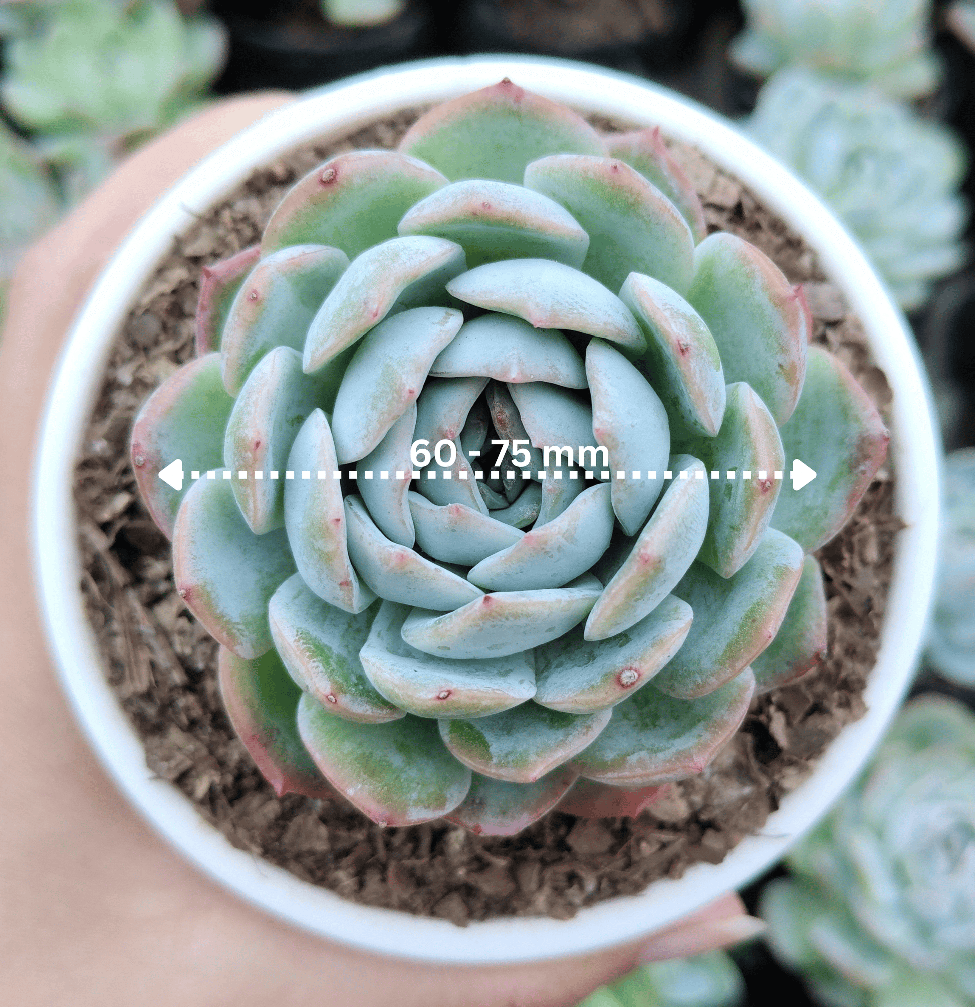 white mexican rose succulent White Mexican Elegance Rose Succulent