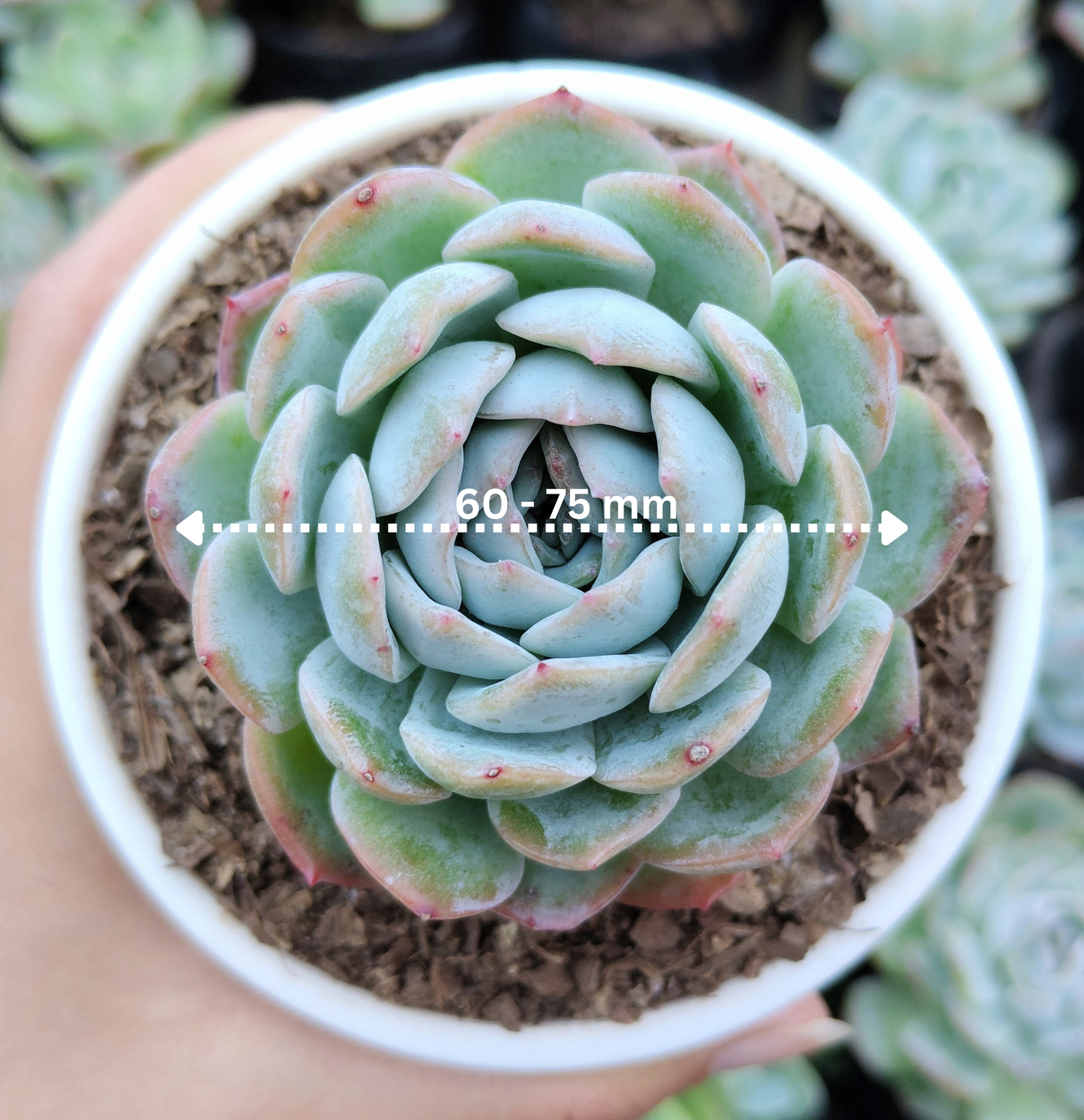 White Mexican Elegance Rose Succulent | Bare-Rooted – Graceful Beauty for Office, Home, and Garden