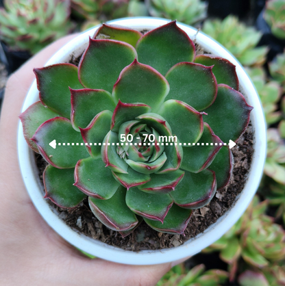 Echeveria Yang Yin (Florindo Ficou) | Bare-Rooted Live Plant