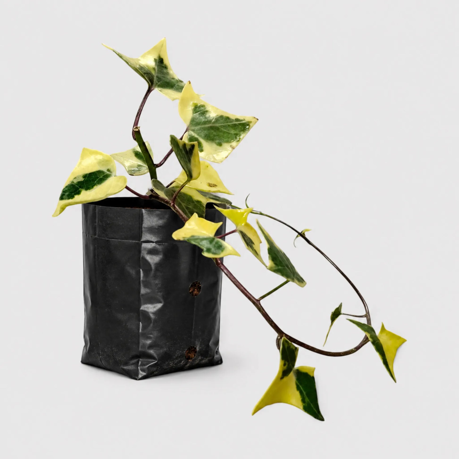 Wax Ivy (Senecio macroglossus) | Well Rooted Mature Variegated Hanging Plant