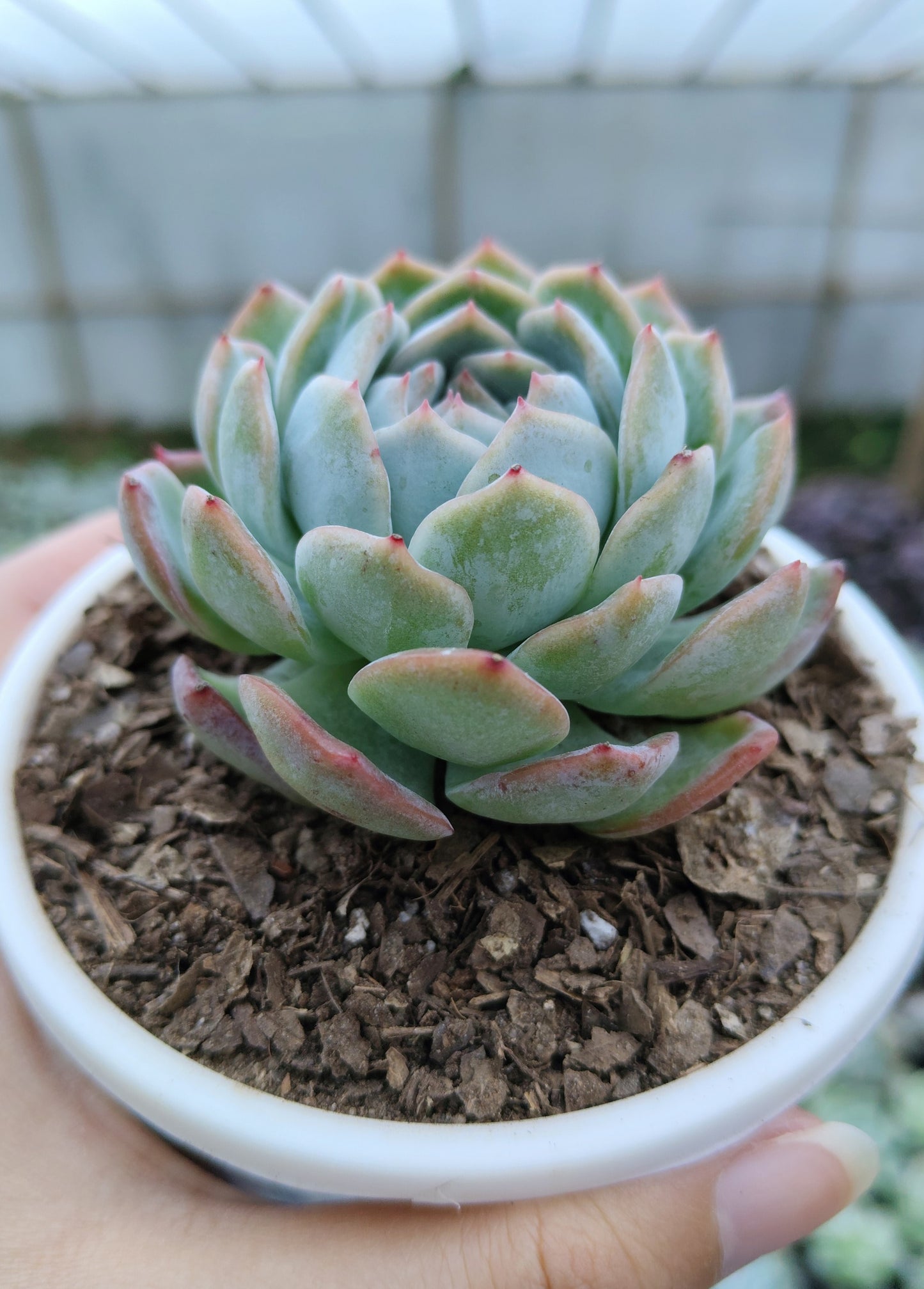 White Mexican Elegance Rose Succulent | Bare-Rooted – Graceful Beauty for Office, Home, and Garden