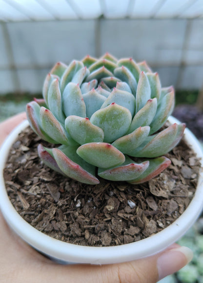 White Mexican Elegance Rose Succulent | Bare-Rooted – Graceful Beauty for Office, Home, and Garden