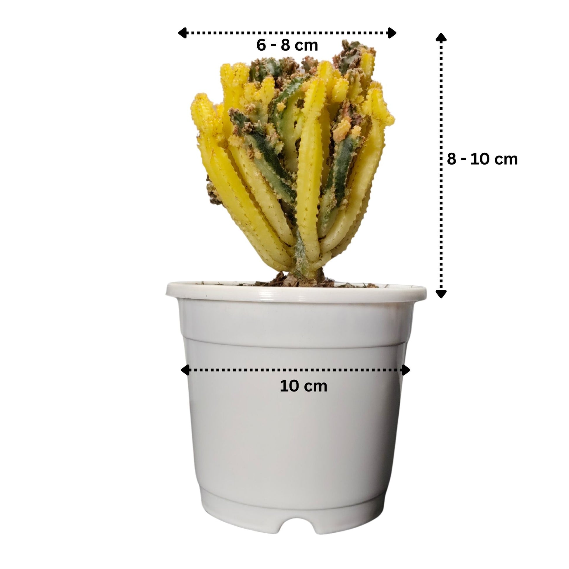 Potted plant with dimensions indicated on a white background