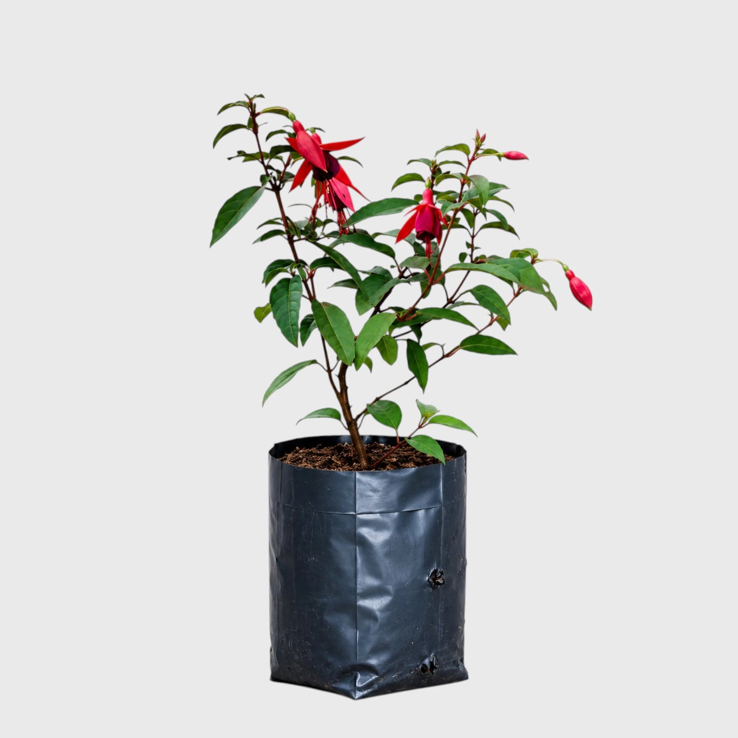 Fuchsia Dancing Doll – Hanging Lantern Flower Plant