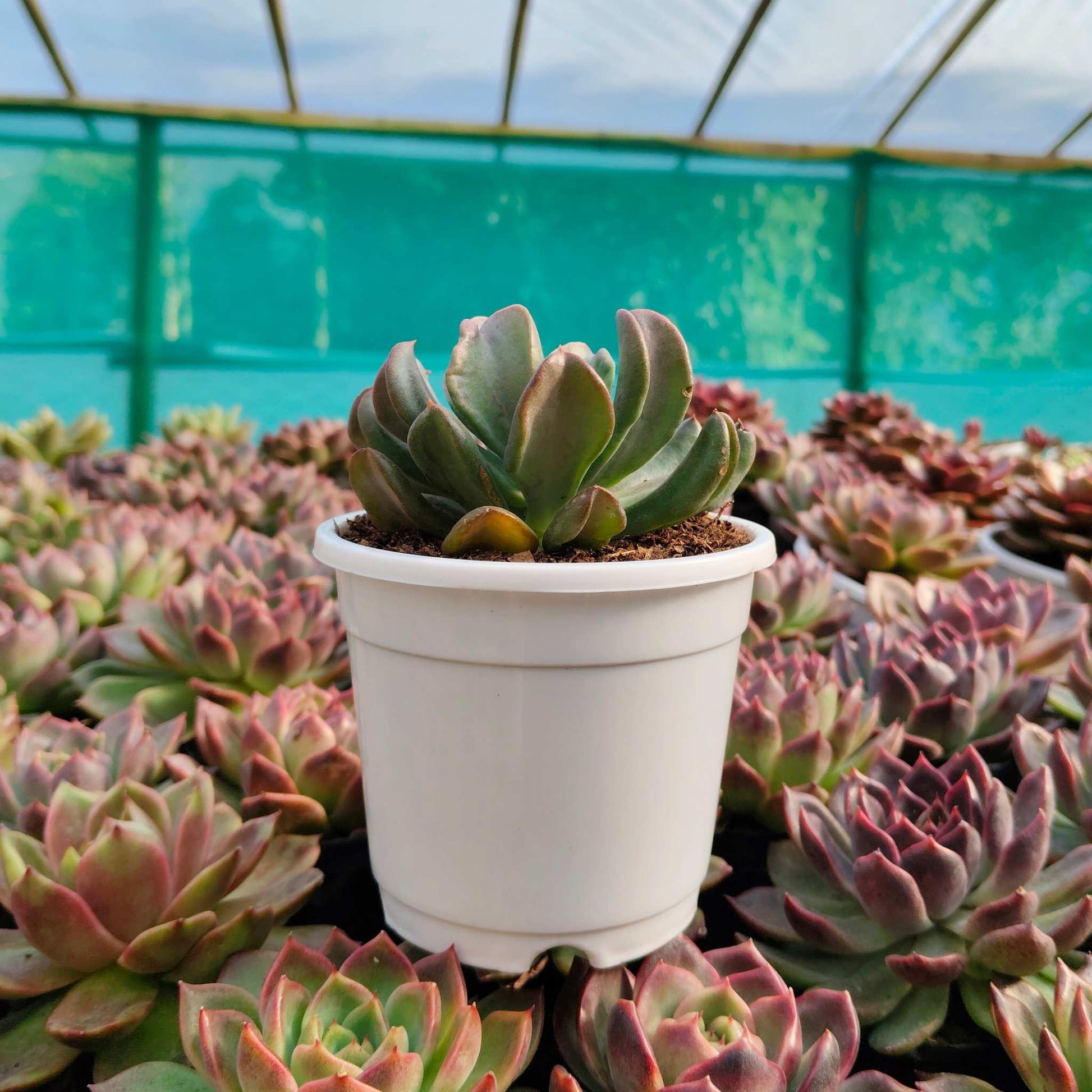 Potted succulent plant surrounded by other succulents in a greenhouse setting