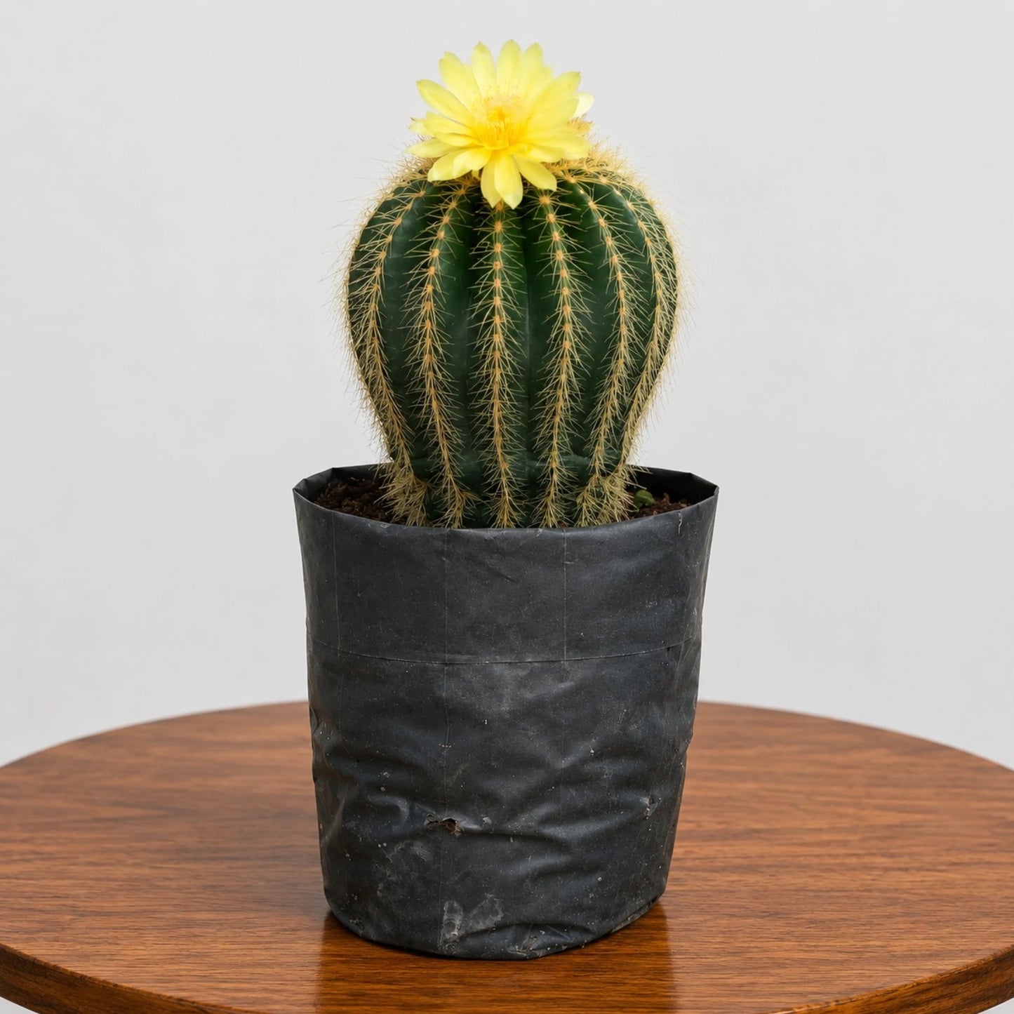 Large Parodia Leninghausii | Mature Flowering Golden Cactus Specimen