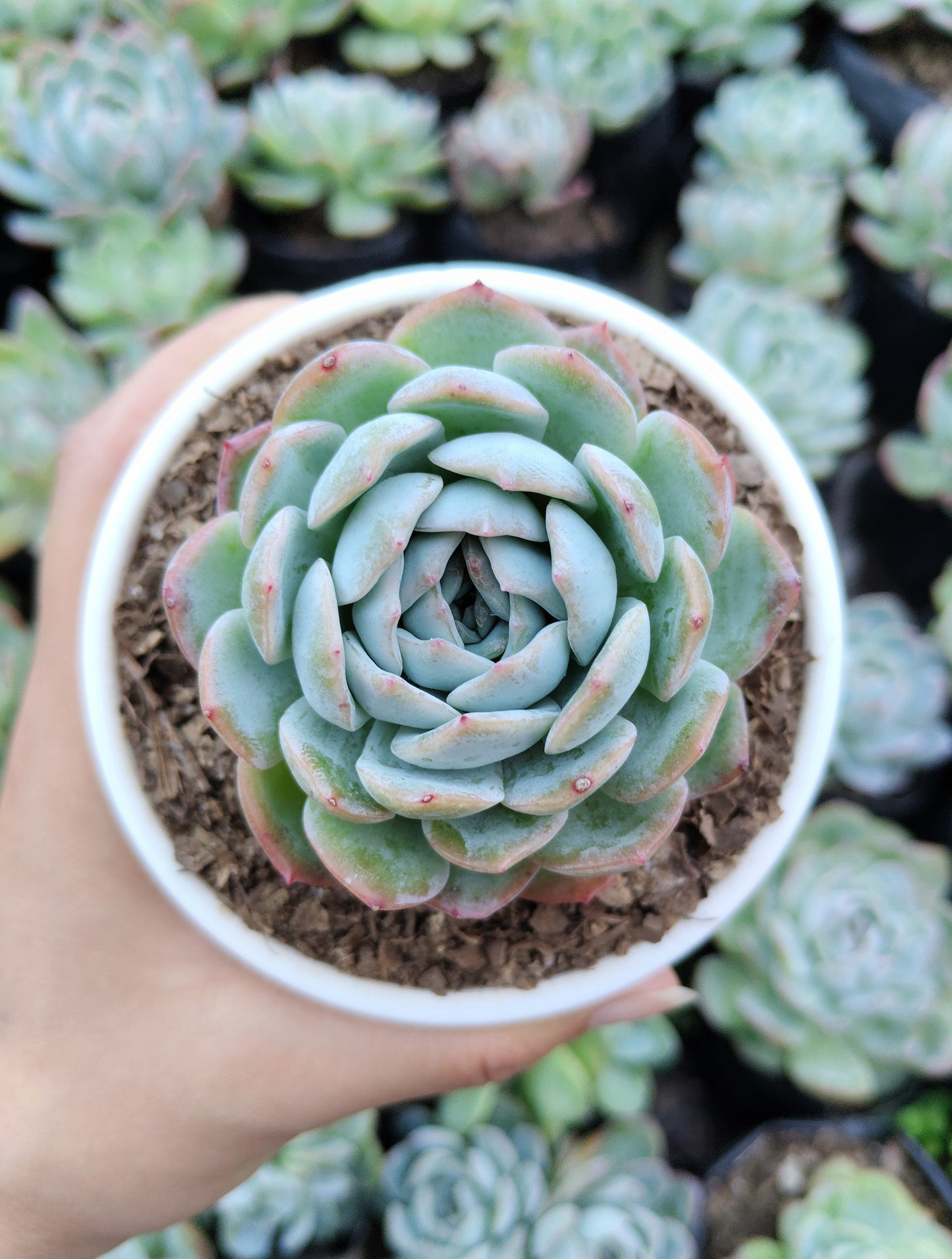 White Mexican Elegance Rose Succulent | Bare-Rooted – Graceful Beauty for Office, Home, and Garden