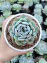 White Mexican Elegance Rose Succulent | Bare-Rooted – Graceful Beauty for Office, Home, and Garden