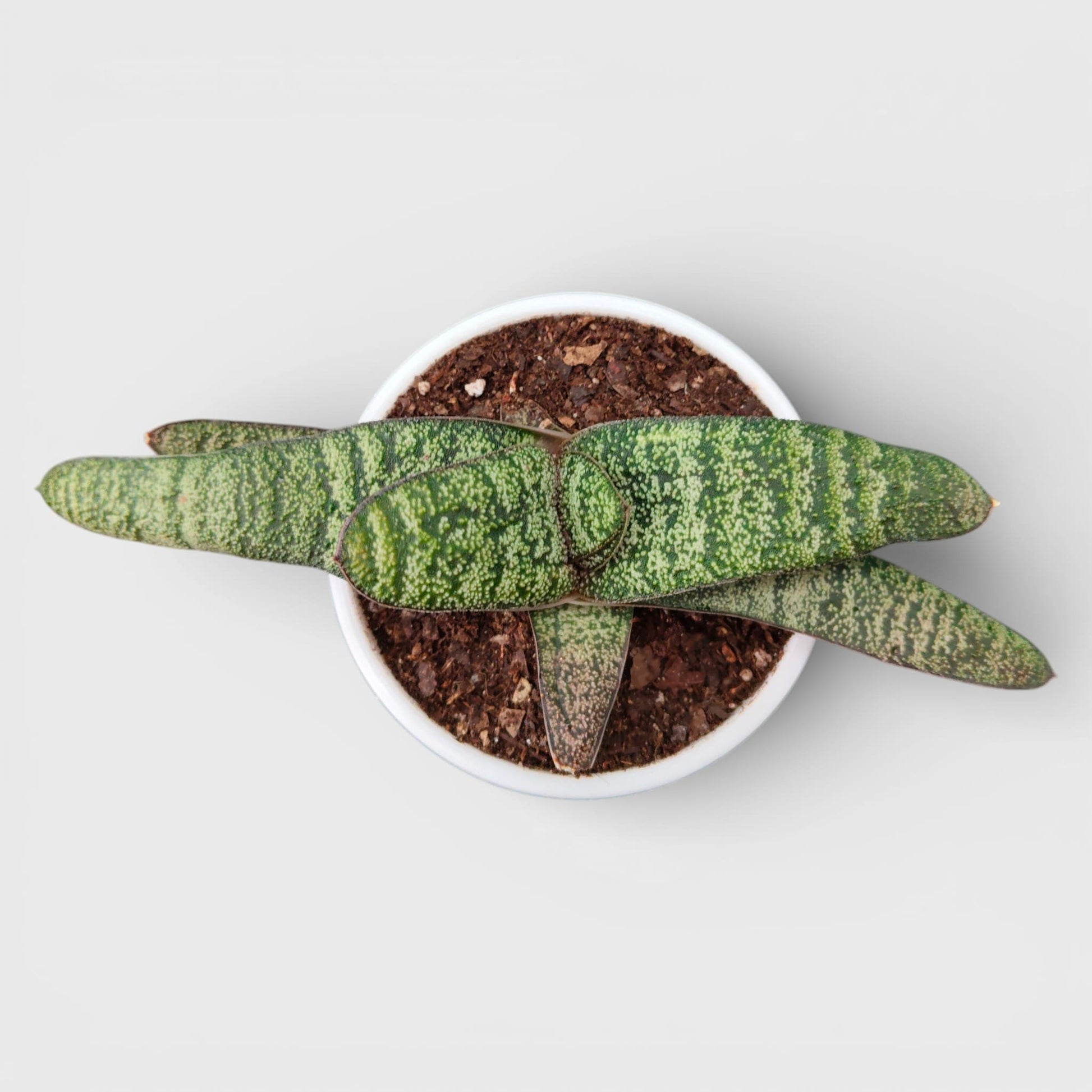 Gasteria Armstrongii Hybrid – Rare Succulent Plant | Bare Rooted
