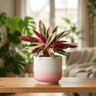 Stromanthe Triostar Variegated (Marantaceae): Available at Frek! – Bare-Rooted