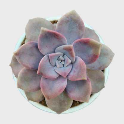 Succulent Combo Set of 5, Collector Succulent Set, Colourful Succulent Mix Well Rooted Mature Bare Rooted Live Plants | Free Shipping