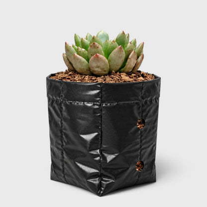 Graptoveria 'Bashful' Rosy Cheeks Succulent Plant