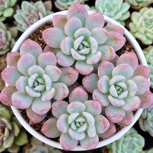 Graptoveria Opalina Hybrid Combo Set of 4 Mature Well-Rooted Bare Rooted Plants | Rare Succulent