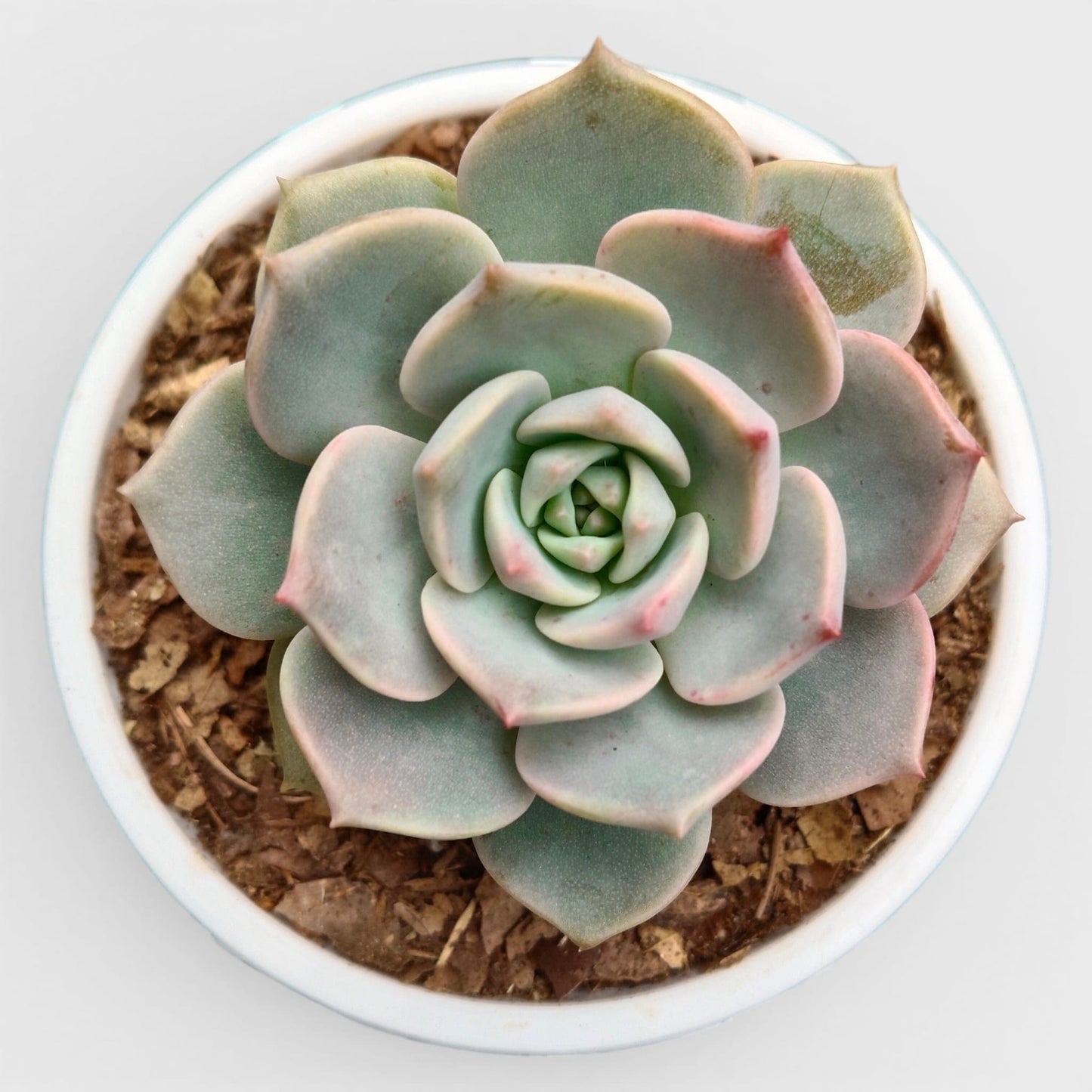 Graptoveria Titubans for your space with the perfect succulent for home, office, and garden