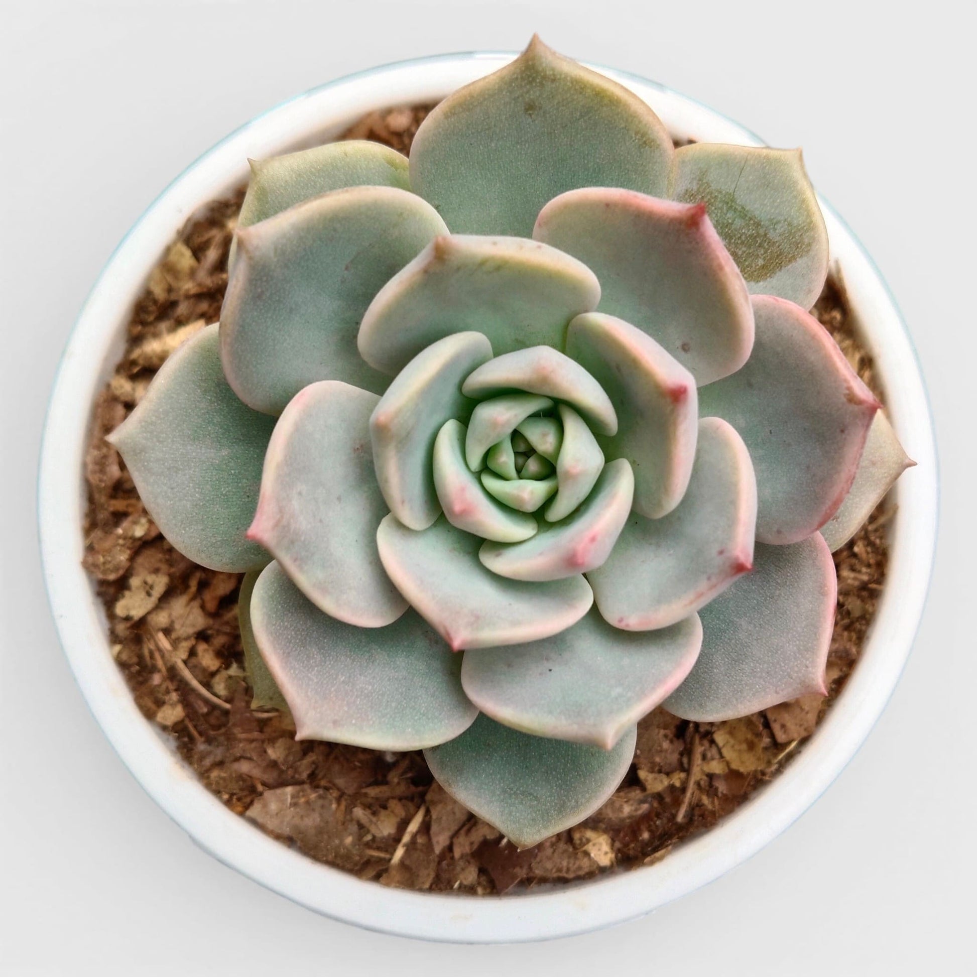 Graptoveria Titubans for your space with the perfect succulent for home, office, and garden
