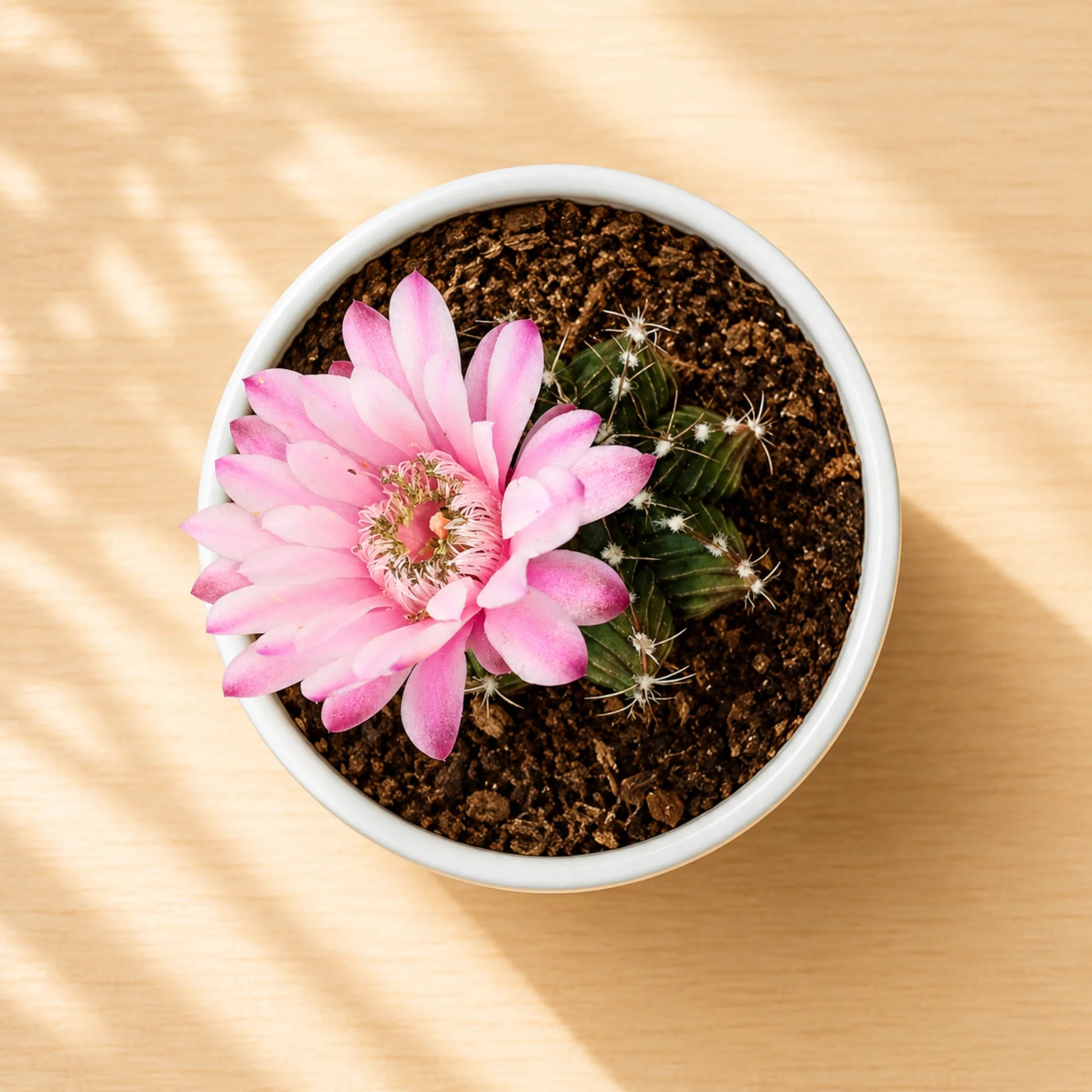 Cactus Combo Set of 4 Mature Well-Rooted Bare-Rooted Plants | Flowering Cactus Collection