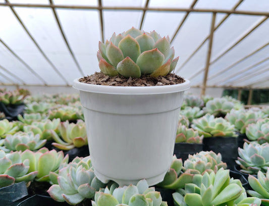 White Mexican Elegance Rose Succulent | Bare-Rooted – Graceful Beauty for Office, Home, and Garden