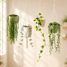 Decorative Hanging Plant Collection | 4 Well Rooted Mature Plants