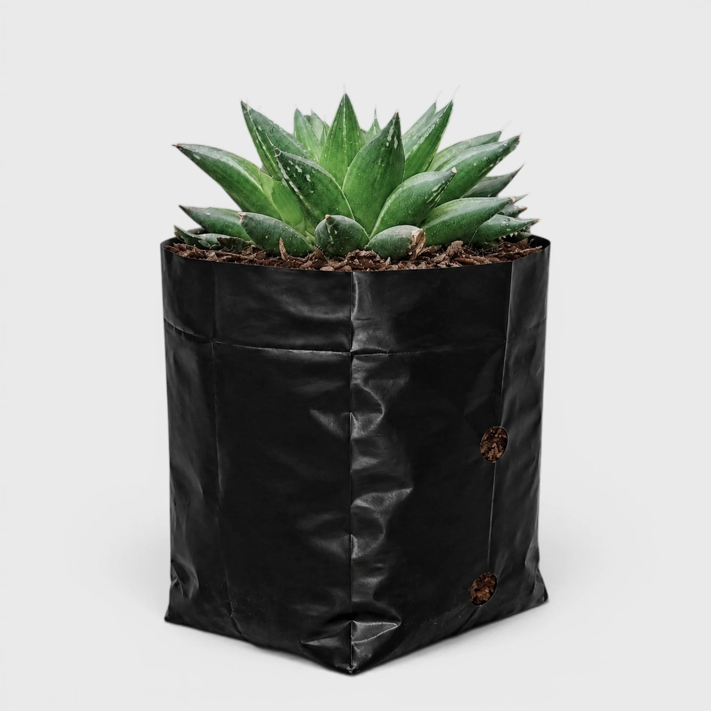 Rare Haworthia Mucronata | Compact Window Succulent Plant