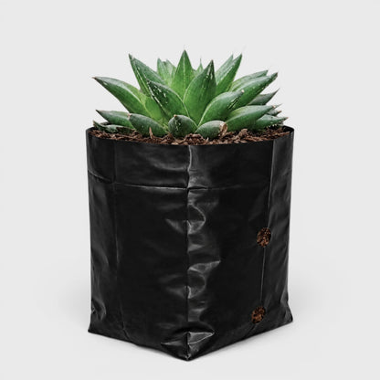 Rare Haworthia Mucronata | Compact Window Succulent Plant
