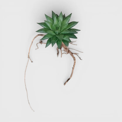 Rare Haworthia Mucronata | Compact Window Succulent Plant