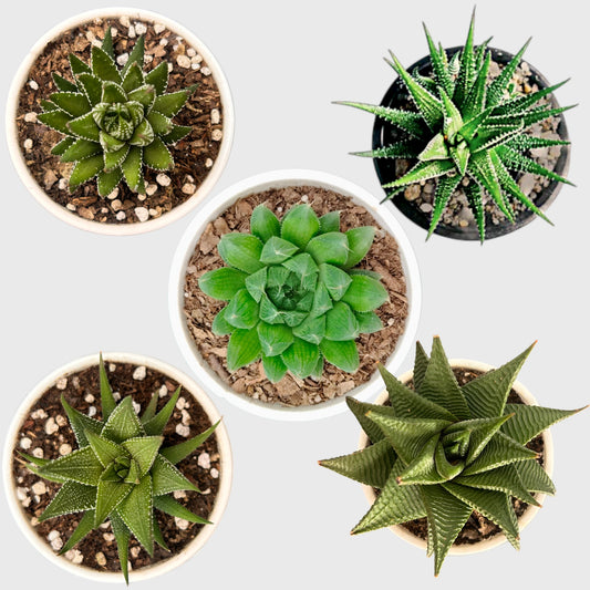Rare Haworthia Combo Set of 5 with Free Shipping | Bare Rooted Collector Succulents