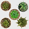 Rare Haworthia Combo Set of 5 with Free Shipping | Bare Rooted Collector Succulents